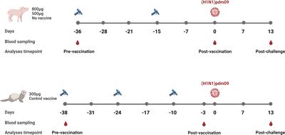 Differential recognition of influenza A virus H1N1 neuraminidase by DNA vaccine-induced antibodies in pigs and ferrets